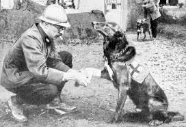 World War I Military Working Dogs